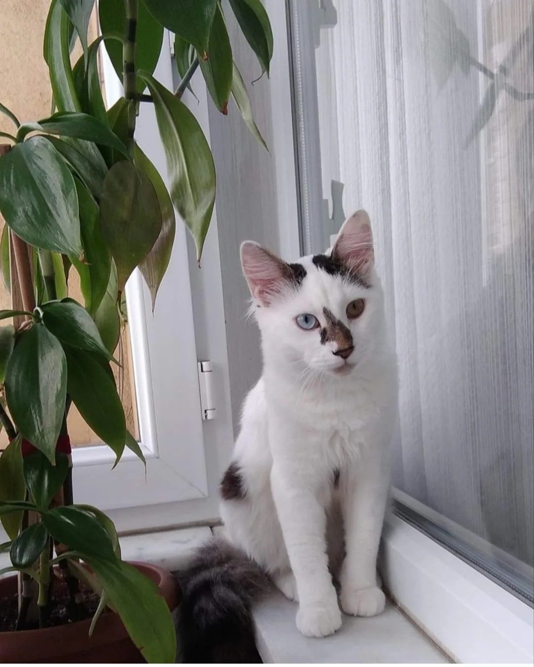 Tekir kedim pisiko kayboldu — fotoğraf 1